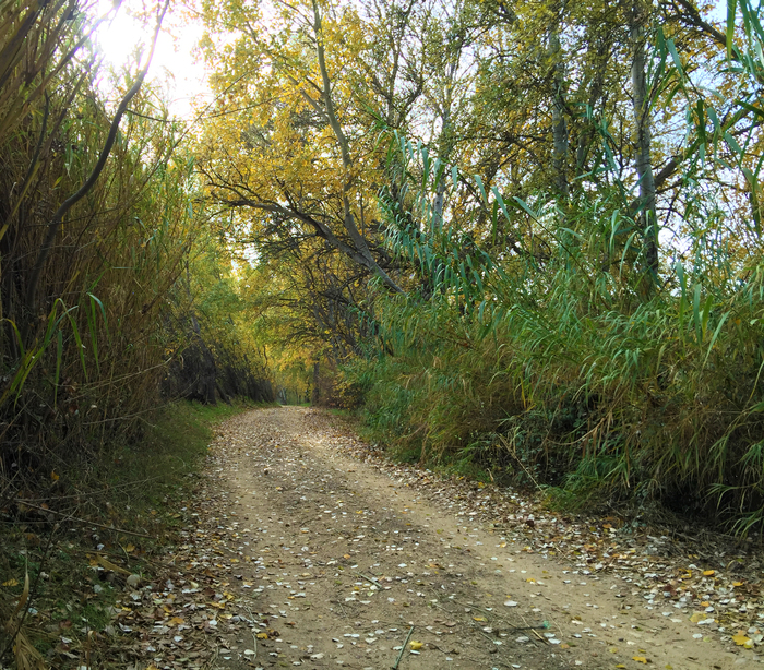 Vora el riu caminar per Vinebre