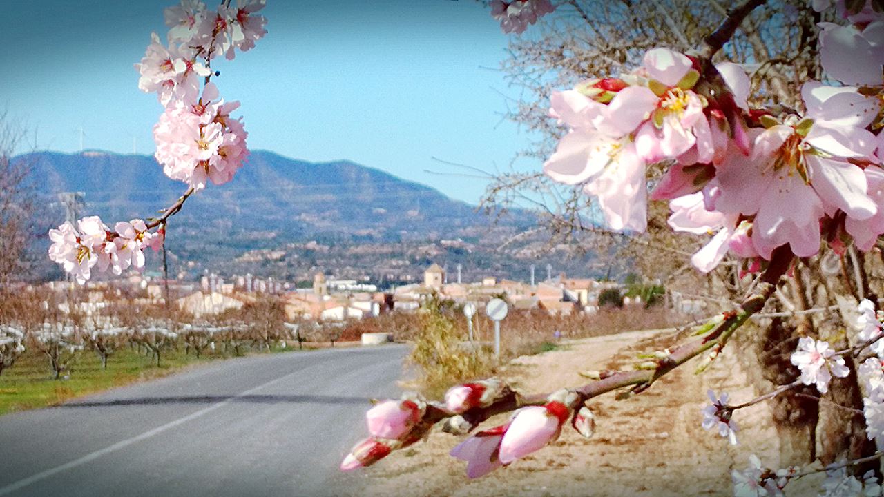 POSA EN MARXA ELS TEUS SENTITS, VINE A VIURE, A VINEBRE, L’EXPERIÈNCIA EN ROSA