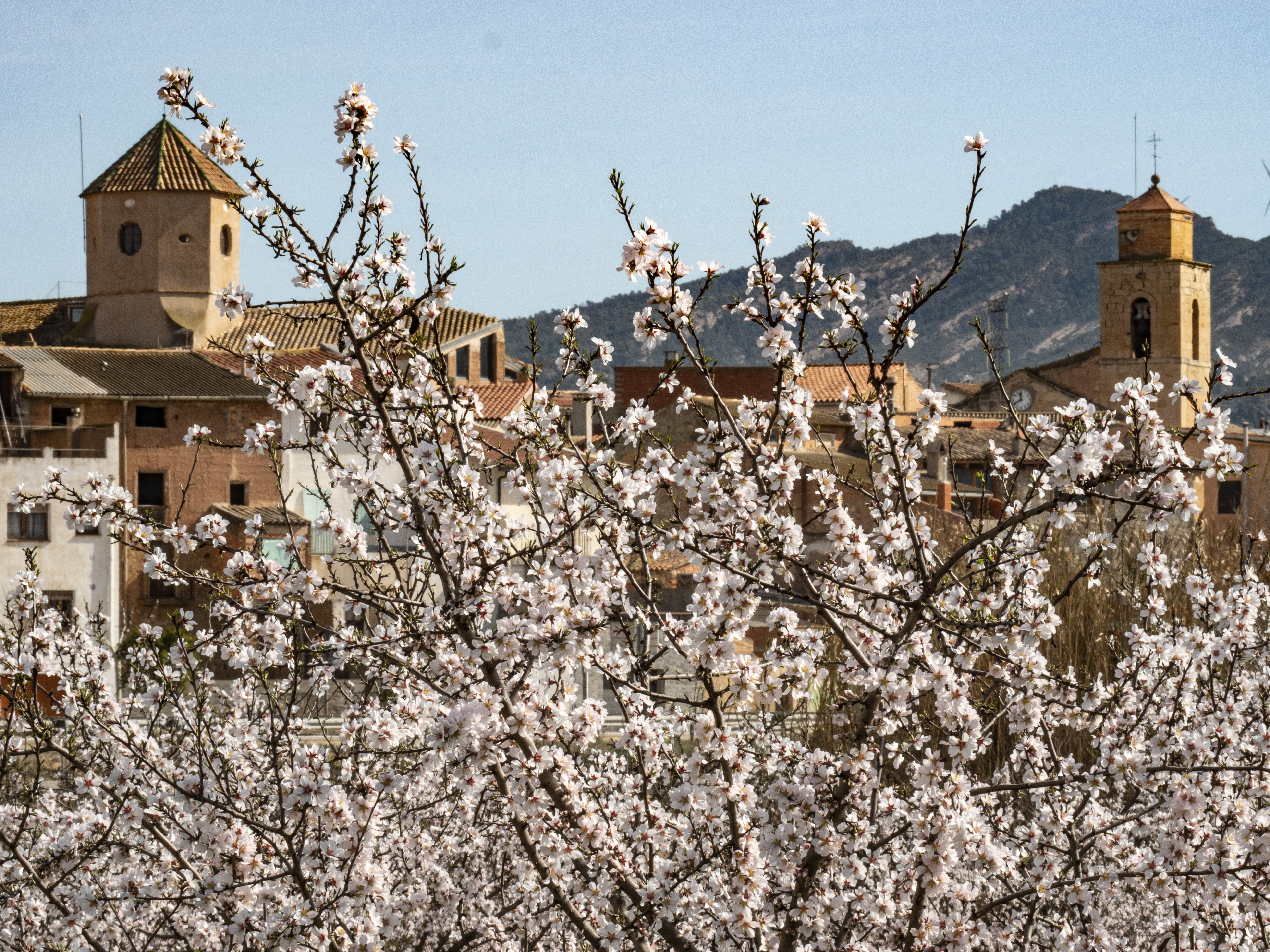 vinebre floració